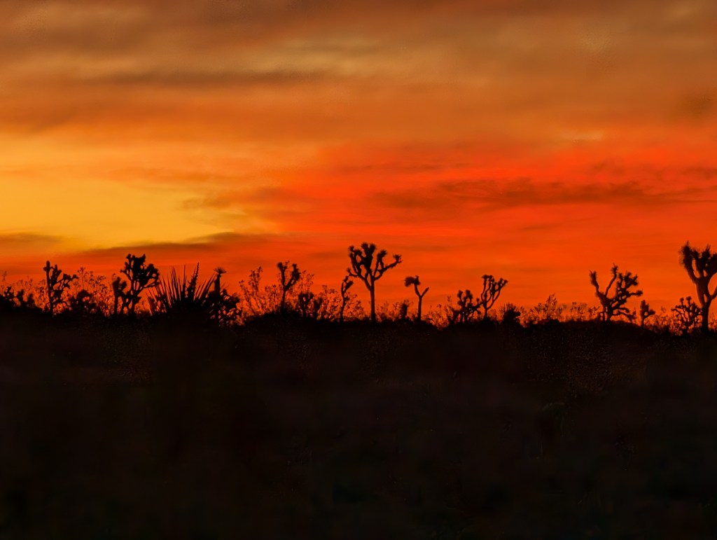 Sunrise bright orange sky with Joshua Trees in the foreground